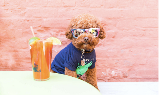 A Dog Friendly Travel Guide to New York City