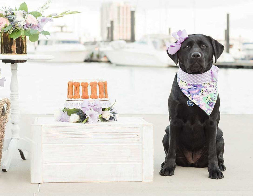 7 Easy Dog Birthday Cake Recipes