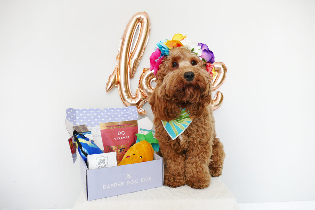 Valentines Day Gift Guide For Your Dog & Their Valentine patchwork pet dog blog