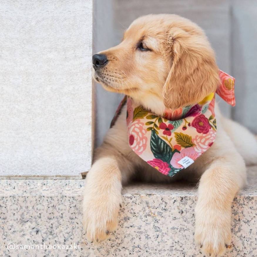 14 Instagram Dog Boutiques To Shop From + Support