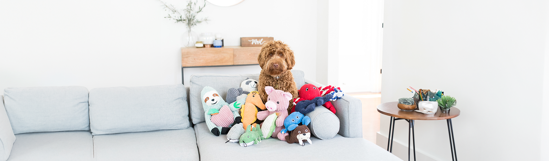 All Dog Toys