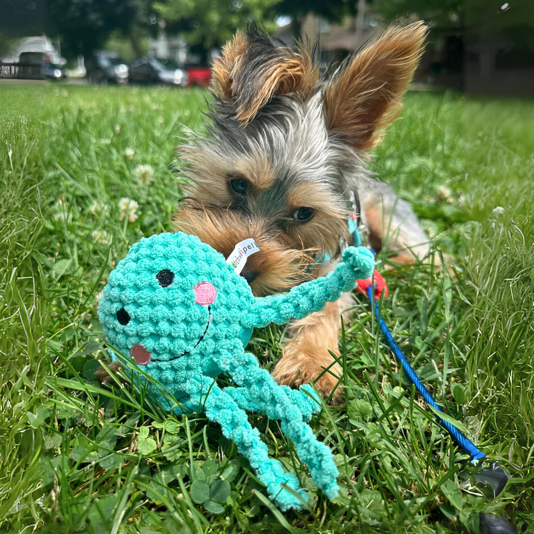 Octopus 6"