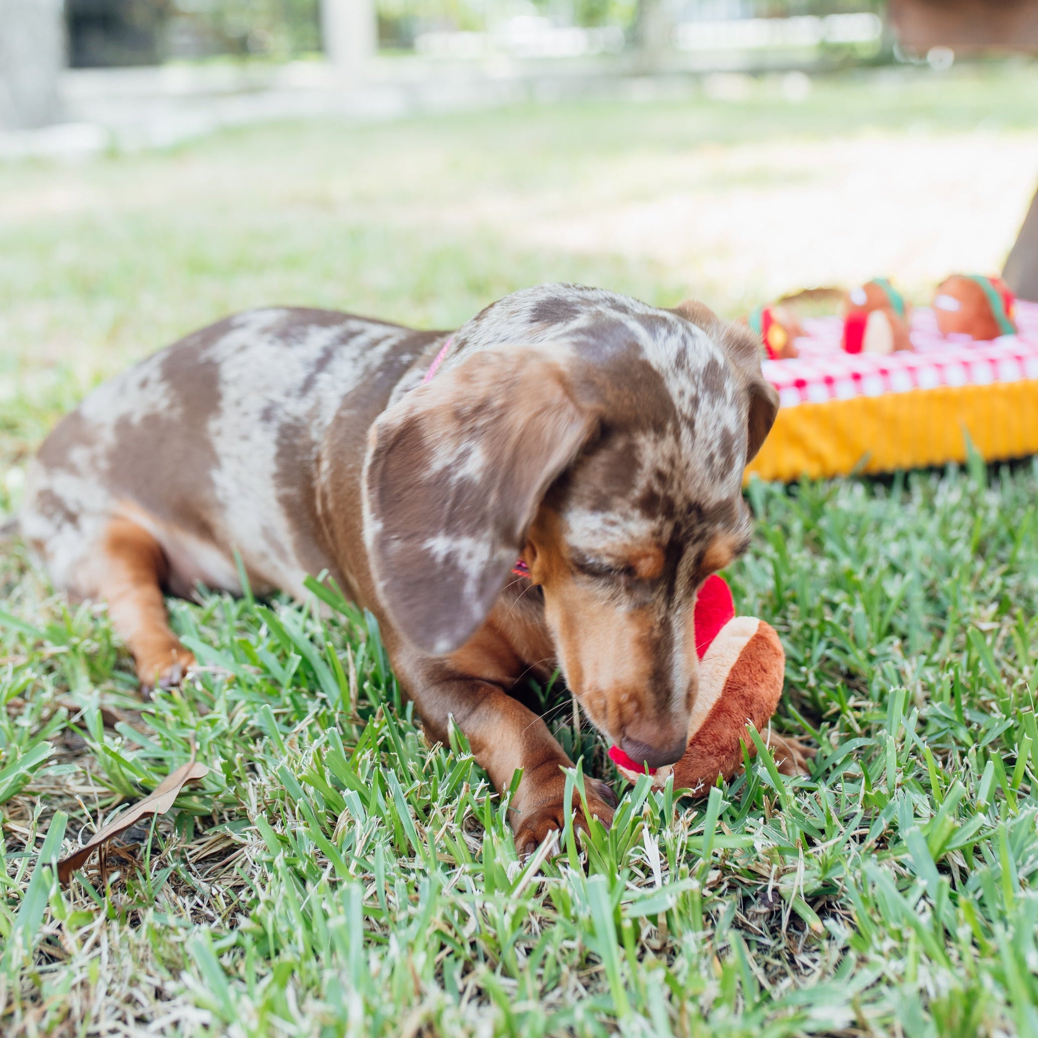 Snacks at a Picnic