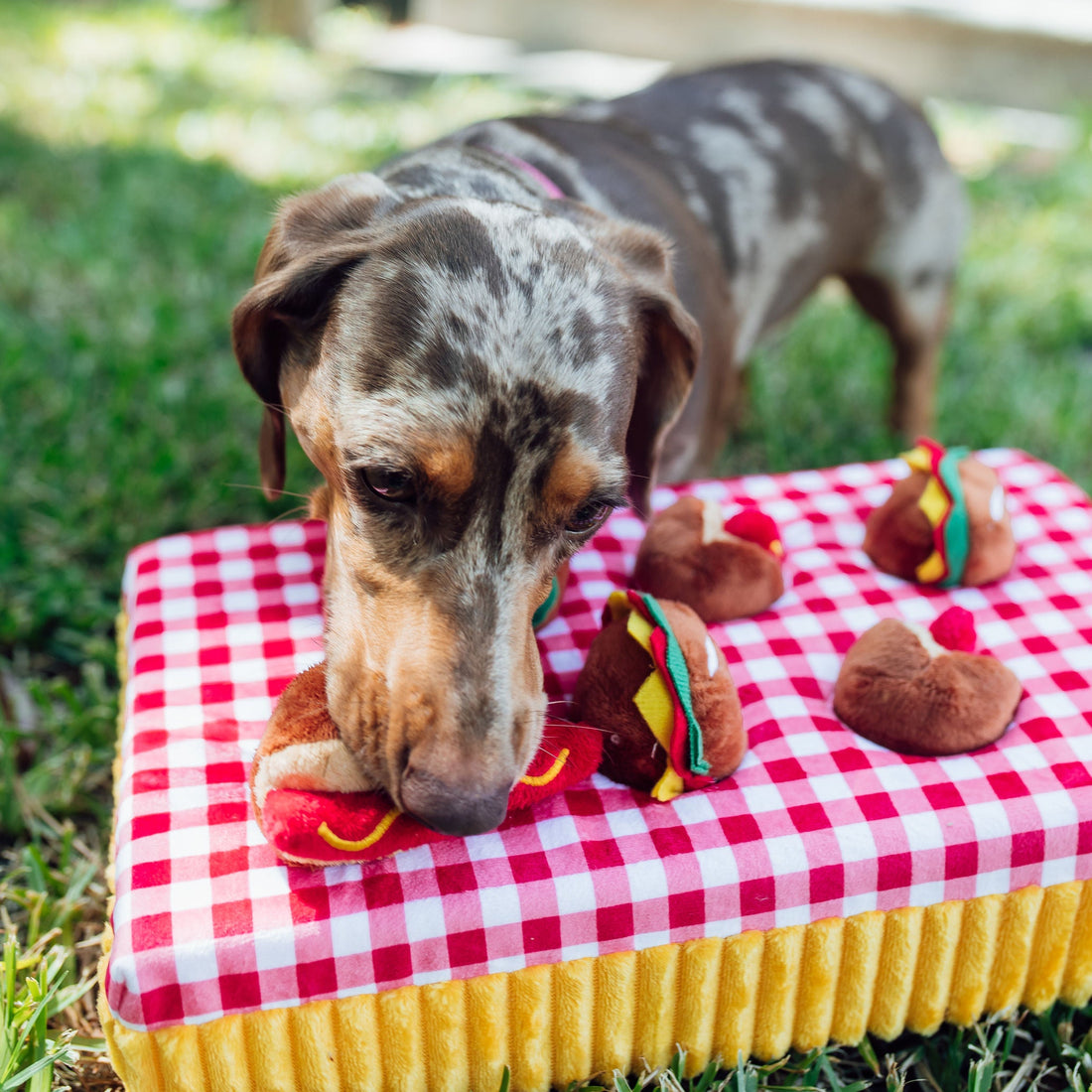 Snacks at a Picnic