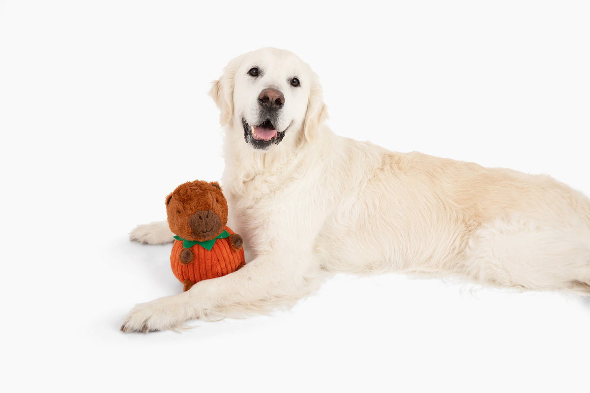 Jack-o-Lantern Capybara 10"