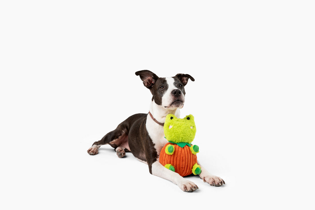 Jack-o-Lantern Frog 10"