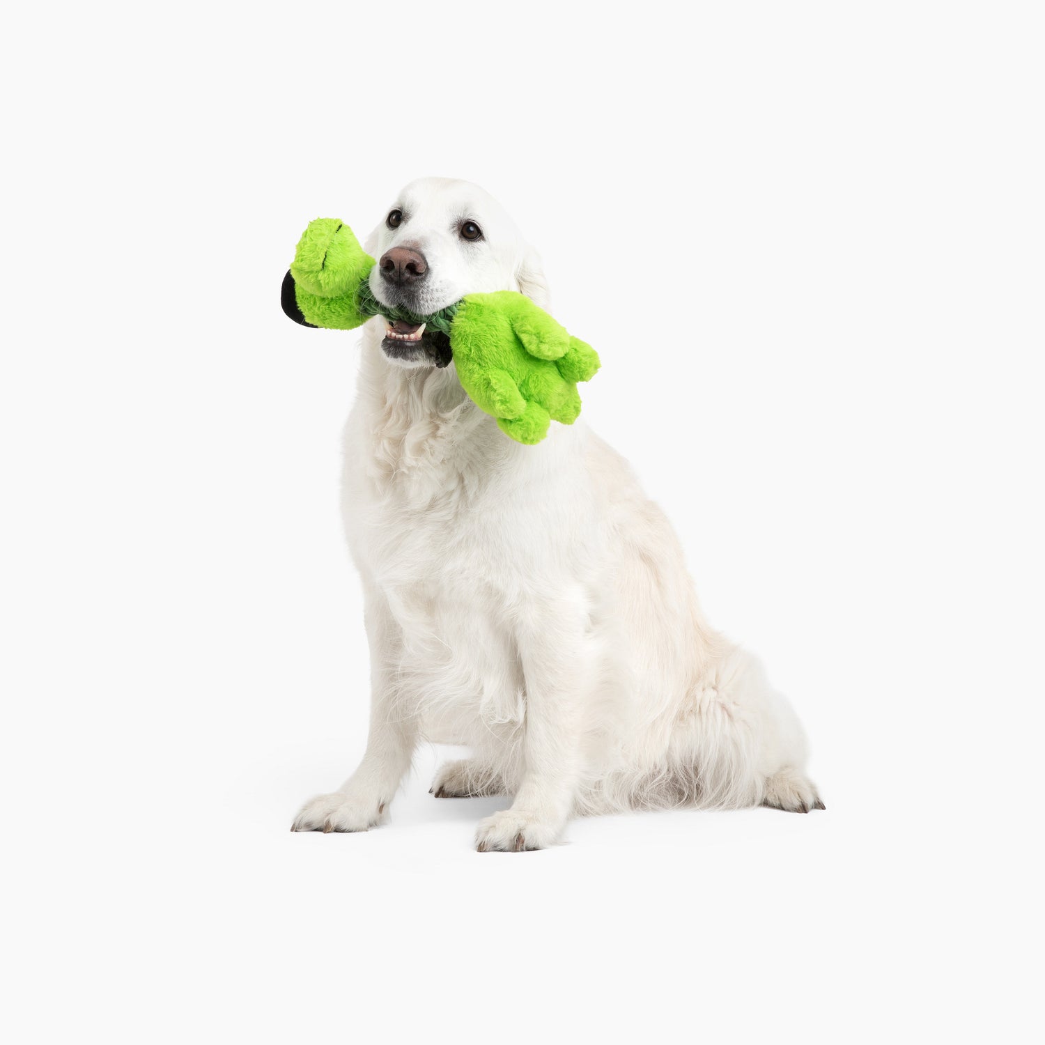 Tug and Toss Dinosaur with Witch Hat 15"