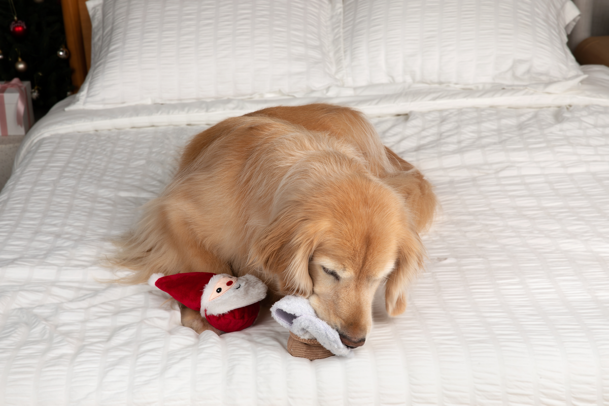 Prickles Snow Globe with Santa 5"