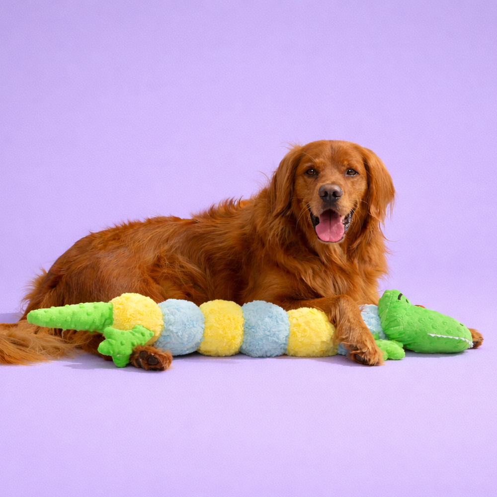Patchwork Pet: Shop Our Collection of Plush and Trendy Dog Toys