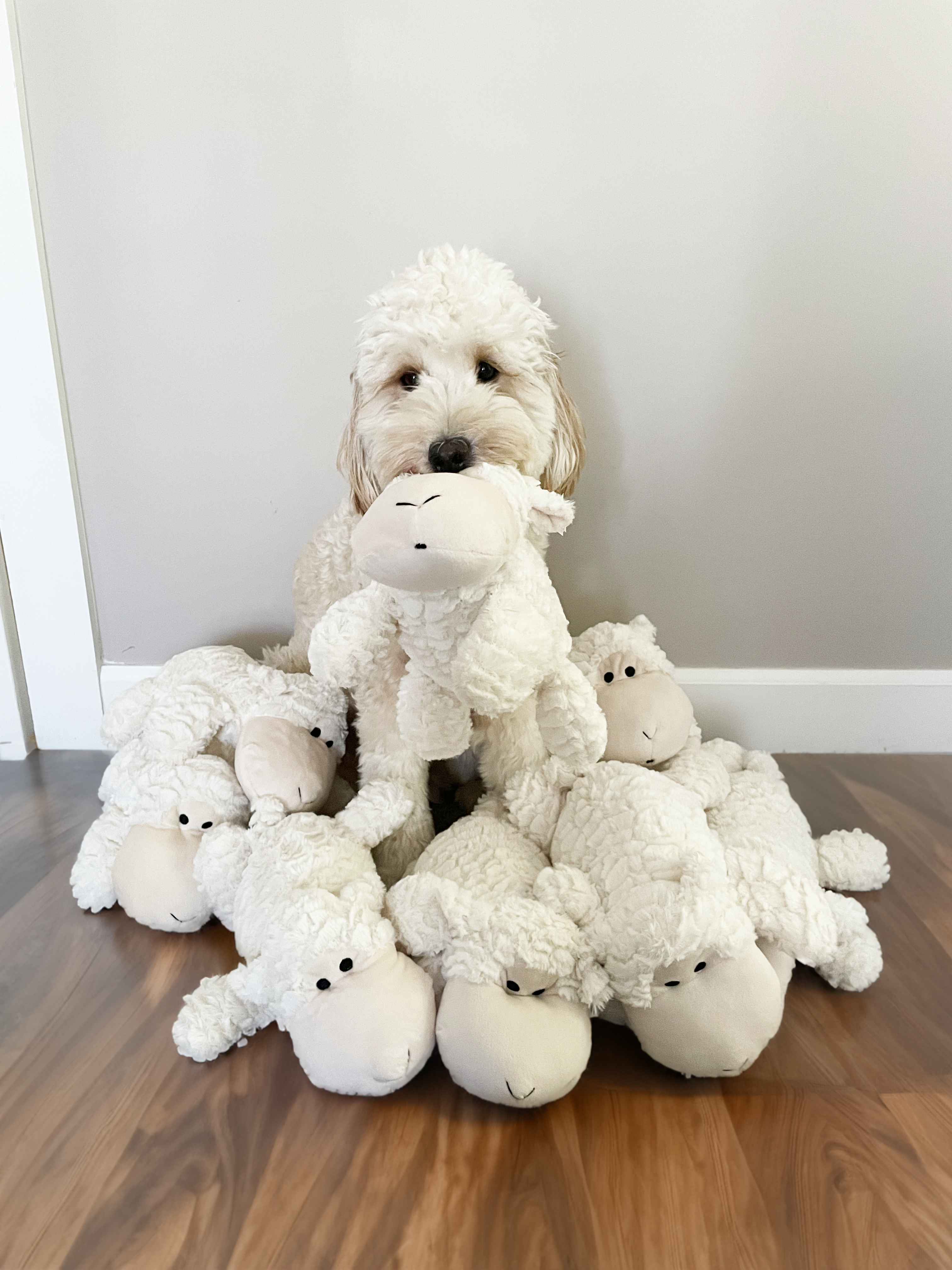 Sheep discount dog toys