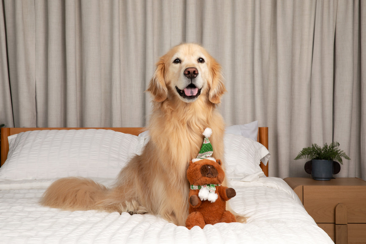 Capybara with Santa Hat 11"