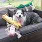Alligator Stick