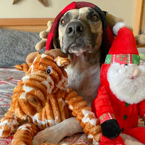 Muttley Santa 24"