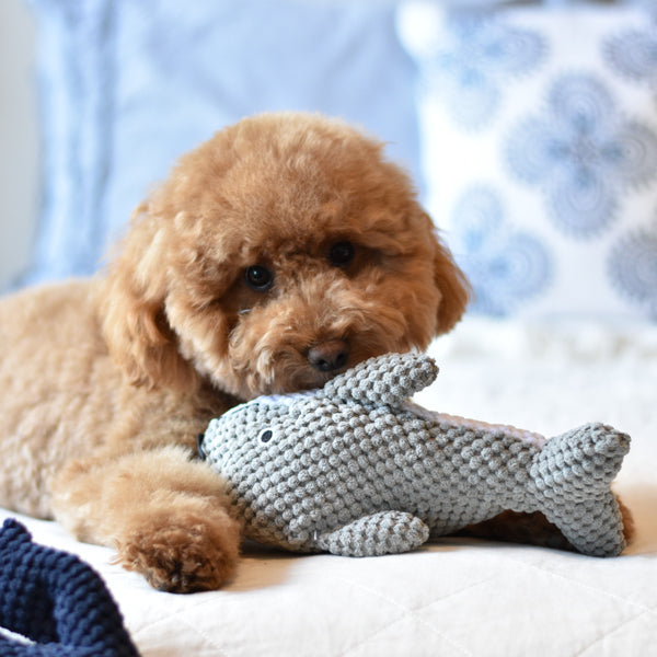 Patchwork Pet Dolphin Plush nautical Dog Toy with Goldendoodle Dog