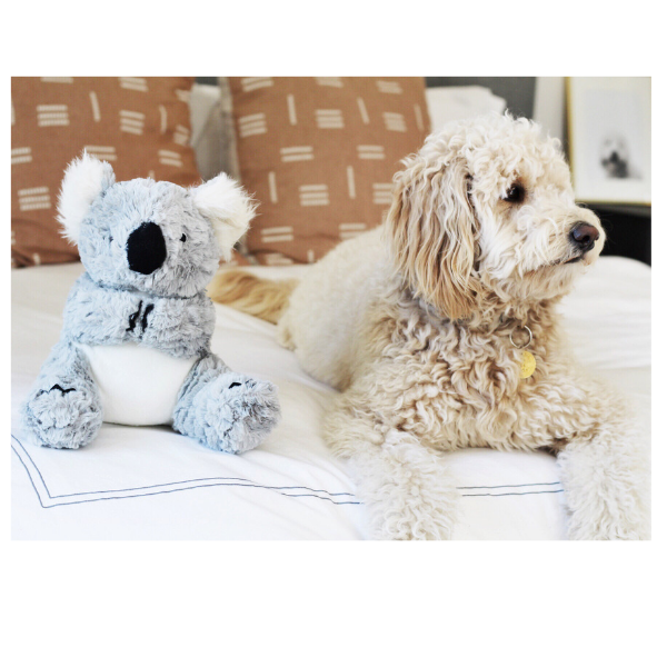 Patchwork Pet Koala Plush Dog Toy with goldendoodle dog