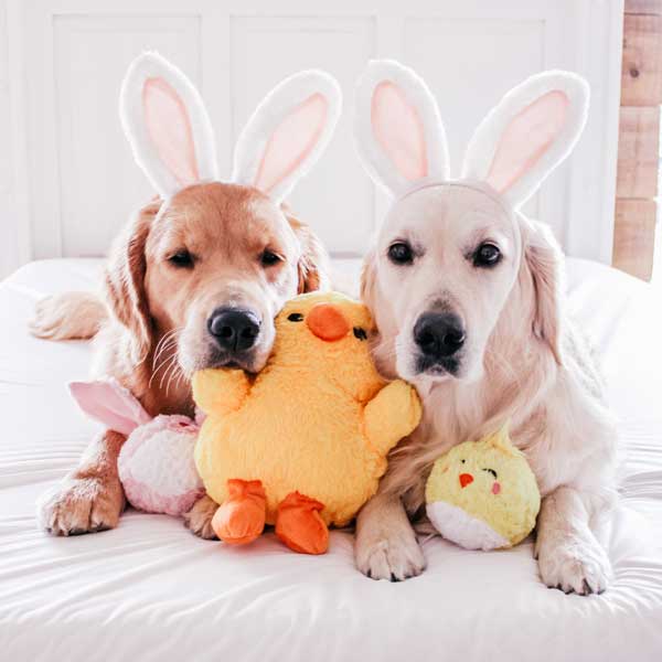 https://www.patchworkpet.com/cdn/shop/products/Easter-dog-toys-chicks-dog-toy-patchwork-pet-plush-dog-toys_e8575355-620b-4323-8509-38e5265bc715.jpg?v=1615399631
