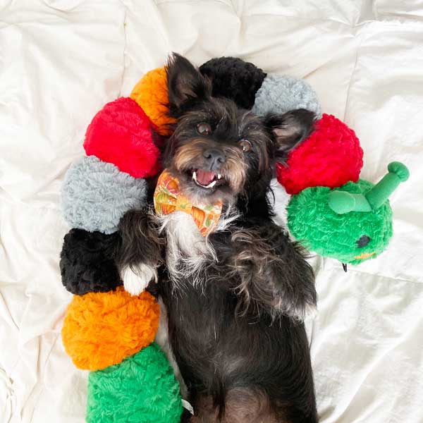 https://www.patchworkpet.com/cdn/shop/products/Halloween-Plush-dog-toys-trendy-dog-toys-caterpillar-patchwork-pet.jpg?v=1598939636