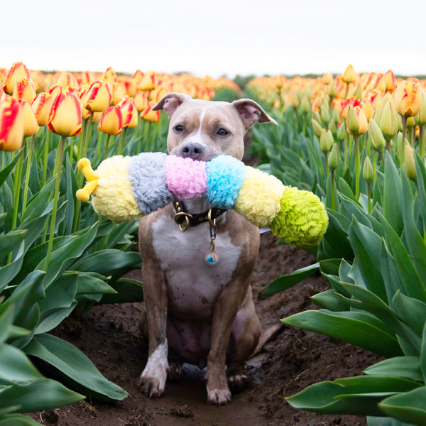 Patchwork Pet Plush Caterpillar Dog Toy with Pitbull Dog