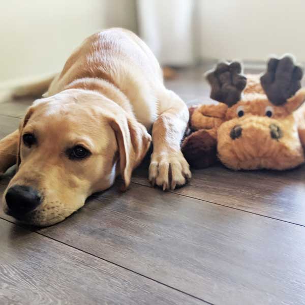 Moose Plush Dog Toy TRendy and cute dog toys patchwork pet plush dog toys