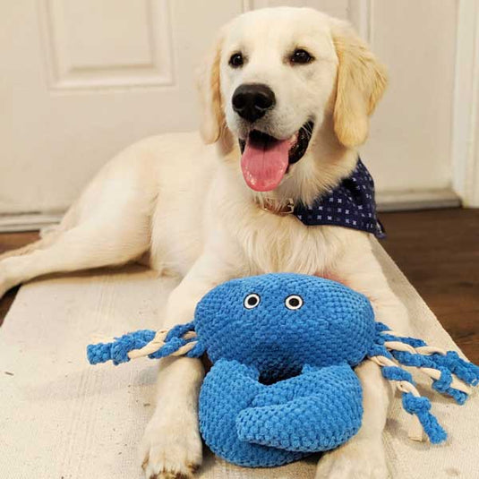 Patchwork Pet: Shop Our Collection of Plush and Trendy Dog Toys