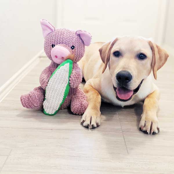 https://www.patchworkpet.com/cdn/shop/products/Plush-Dog-Toys-Patchwork-Pet-Maizey-the-Pig-Interactive-dog-toys.jpg?v=1566328365