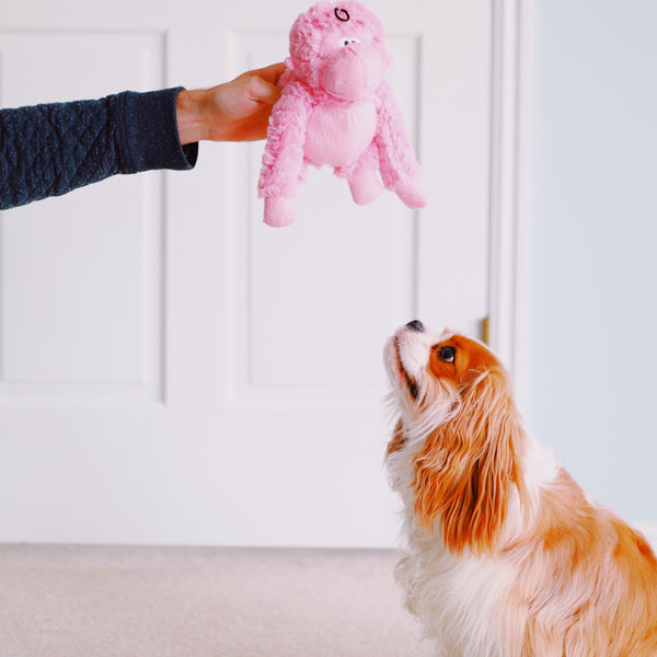 Patchwork Pet pastel gorilla Plush Dog Toy with king charles cavalier dog